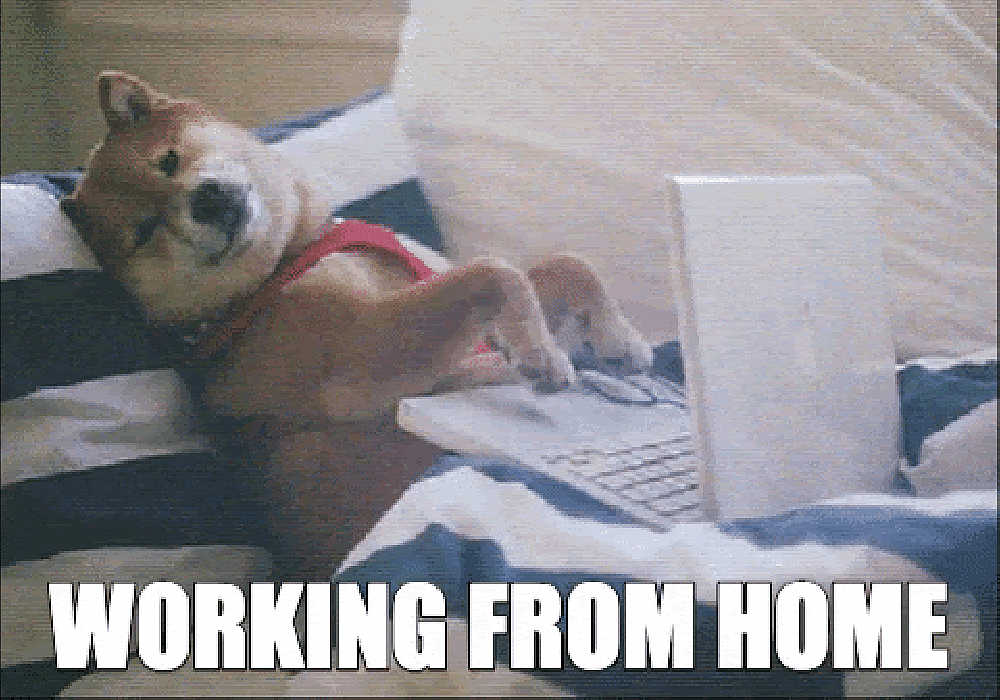 #45 Remote Work Meme - Source:&nbsp;Giphy